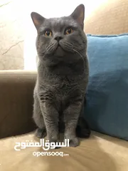  6 ذكر بريتش بيور جيم
