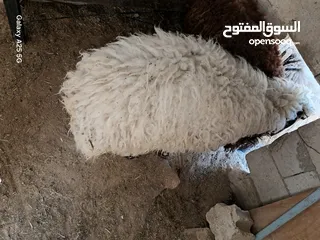  9 عبوره أسنان اللبن  للبيع  تنفع اضحيه او عقيقه او نذر