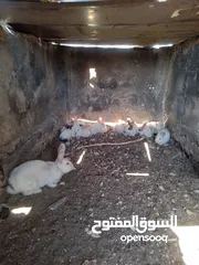  3 ارانب نخب للبيع