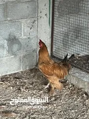  2 ديك كوشن / ديك هجين لون ابيض