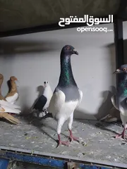  6 15 طير مخلف 4 يهودي رقبه شبر 4 مزههورات 4 نوري  1مخلف سلفر يهوديات نخب رقبه شبر 12 جوز يهودي