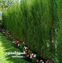  3 جميع انواع الاشجار  وفريق لصيانة وتنسيق جميع الحدائق والأشجار