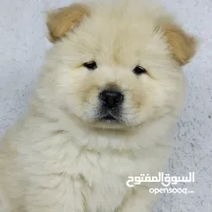  5 كلاب chowchow puppy