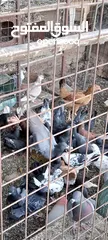 3 حمام فرنسي وبلدي ترباية منزل للبيع