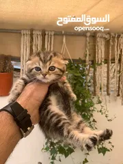  2 قطط سكوتش فولد وستريت العمر شهرين للبيع
