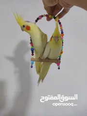  4 كروان كوكتيل سلطان