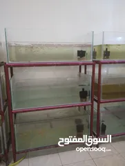  3 Fish and equipment include tank and shelf for sell