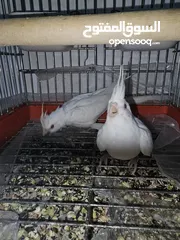  11 جوز كوكتيل  البينو
