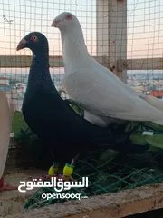  19 حمام برامليات و قرنفلي و امازوني و قفص