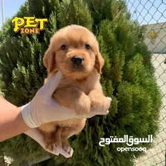  3 جراء مميزه من الجولدن ريتريفر