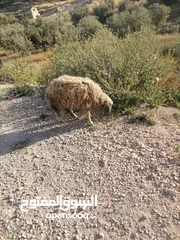  10 قرقير عدد إثنين للبيع