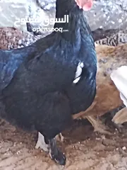  10 دجاجات للبيع