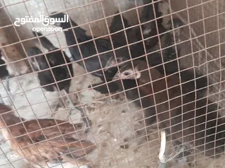  3 موجود تسع فرخات بلديات صحه ونظافه   والشر ما بقصر معاه