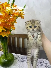  3 سكوتش جولدن