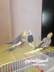  1 كوكتيل أليف