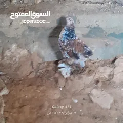  3 دجاج براهما