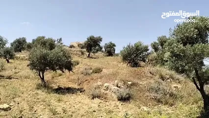  16 أرض مميزة جداً لعمل شاليه استثماري أو مزرعة خاصة أو مزرعة تجارية يوجد بها قناة ماء من المالك مباشرة