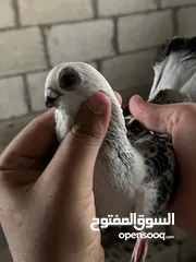  3 جوز بواز للبيع