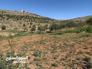  24 منزل ومزرعة للبيع في منطقة المريجمة-مادبا