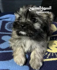  1 للبيع – أنثى فرنش تيرير (French Terrier)