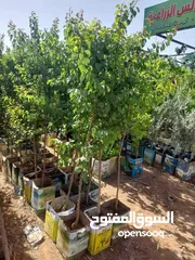  10 زراعة الحدائق