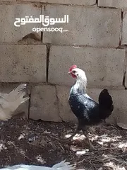  2 يوجد دجاجه باكستانيه مع ديك فيومي عمر ثلاث شهور