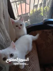  1 3 قطط مكس شانشيلا سكوتش فولد للبيع