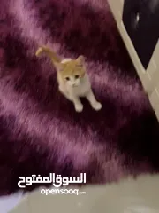  7 قط ذكر، العمر شهرين و نص. Cat for sale 2 and half months old.