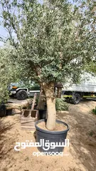  4 Olives Trees