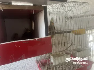 5 جوز كوكتيل ازيبلا تحتو فرخ للبيع