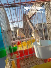 1 طيره نخب كريس مع فرخها