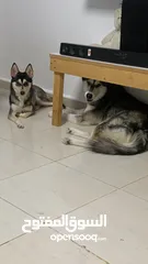  4 male siberian husky and femala alaskan kai breed