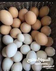 1 بيض براهما وبيض بلدي مخصب مكفول