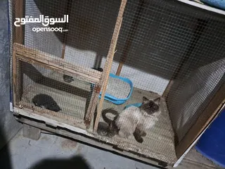  29 قفص مستعمل يدوي متر ونصف في 80 سم.................................................................