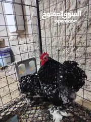 4 صيصان كوشن بلاك موتلد و مصوف امريكي