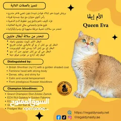  26 High-level British Shorthair kittens with pedigree