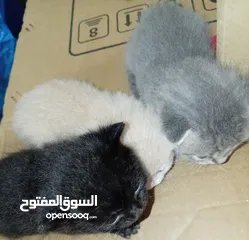  6 قطه و قط كتن كتنز بيبي القطه همالايا و صغيره شيرازي ابيض  و  سكوتش مع 7 اولاد و قنفذ و سلحفاه و بطه