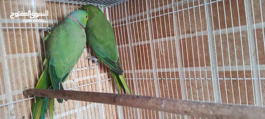  22 Green parrot 2 breading pair 100% bread pair