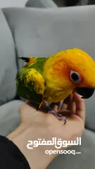  6 صن كنيور اليف  Sun Conure