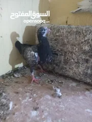  8 جوز معو فراخ  و بيض