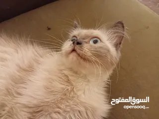  7 أنثى هيمالايا بصحة جيدة جدا للييع بسعري معري بلون عينين ازرق وفراء ناعم