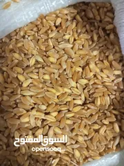  1 قمح للبيع في المزار الشمالي