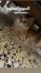  1 قط ذكر شيرازي عمر 5 شهور لطيف يحب العب بدون اي مقابل مادي فقط الاطمئنان عليه كل فترة مؤقتة وصحة تمام