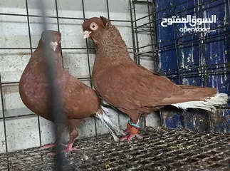  15 حمام الماني نخب جواز وفردات
