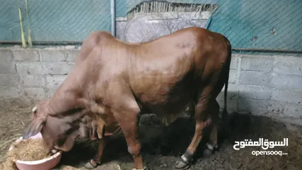  3 أبقار للبيع