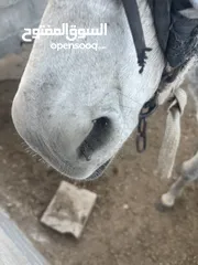  1 حمار للبيع.