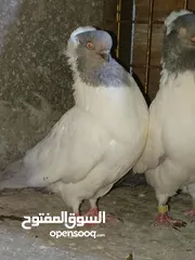  5 متاح في السلط