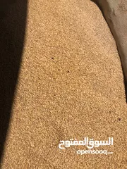  6 جاروشة اعلاف متخصصة باعلاف المواشي والطيور - خلطات - مواد اولية - خلطات حسب الطلب