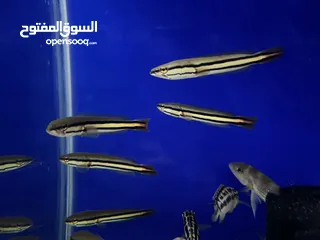  16 تم وصول تشكيلة اسماك زينه