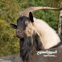  2 مطلوب جدي البينو  عمره خميس أشهر